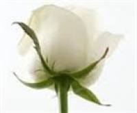 hương hoa hồng trắng